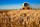 Agriculture Industries and Nu-Way Energy
